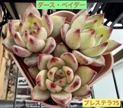 レア！ダース・ベイダー 多肉植物　プラグ苗(抜き苗)3苗 ランダム発送