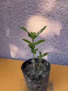 柚子 実生苗 2本