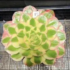 100#植物アエオニウム錦❤️サラダボール中斑錦❤️韶華❤️2大頭6小頭