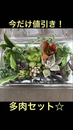 多肉植物　カット苗詰め合わせ☆ 50gギリギリまで入れます！初心者向き！