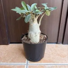 塊根植物 コーデックス 観葉植物 美株 メルカリ便 2026年最新】観葉植物 塊根植物・コーデックスの人気アイテム - メルカリ