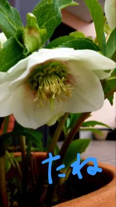 クリスマスローズ　6号 大木ナーサリー デュメ系ホワイト sd 来期用 2025年最新】原種クリスマスローズの人気アイテム - メルカリ