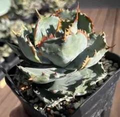 2026年最新】イシスメンシス 姫蠍蟹の人気アイテム - メルカリ