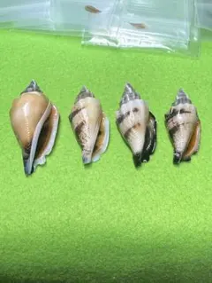 貝殻標本(沖縄の青い海の宝) オハグロガイ➁蓋付 - メルカリ