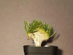 2026年最新】綴化 グラキリスの人気アイテム - メルカリ
