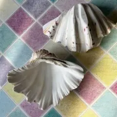 シャコ貝　シェル　貝殻　小物入れ　インテリアアクセント　ビーチ　海