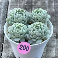 みったん様 リクエスト 3点 まとめ商品