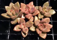 kenata様 リクエスト 2点 まとめ商品