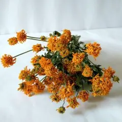 ヒメヒマワリ　ドライフラワーのサムネイル