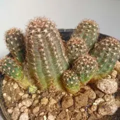 ちびちゃんプロフ読んでお値下げOK様 リクエスト 2点 まとめ商品