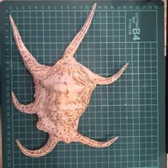 クモガイ 貝殻 7本足 希少 インテリア オブジェ 置物（商品番号37