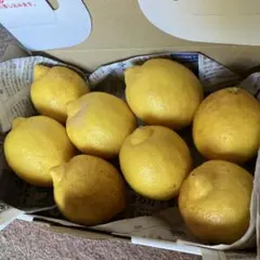 とれたてレモン 8個入り