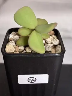 2025年最新】ケラリア ピグマエア実生の人気アイテム - メルカリ