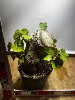 オオハマボウ　盆栽のサムネイル