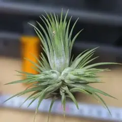ティランジア ボブホルムズジュエル Tillandsia - メルカリ