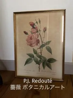 P.J. Redouté ルドゥーテ 薔薇 ボタニカルアート B4 額装品 P.J. Redouté ルドゥーテ 薔薇 ボタニカルアート B4 額装品 - メルカリ