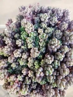多肉植物　セダム プロリフィカ&パープルヘイズ 多肉植物 セダム プロリフィカ&パープルヘイズ - メルカリ