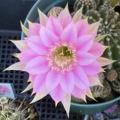 花サボテン　エキノプシス　ベビーピンク。:°ஐʚのサムネイル