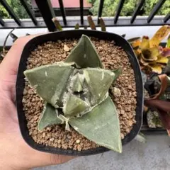 アリオカルプス カリフラワー 実生 抜き苗 検）コピアポア 黒王丸 葵大