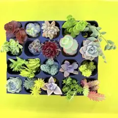 多肉植物　セダム　エケベリア　セット