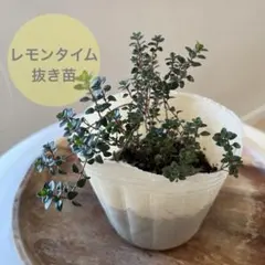 レモンタイム　香りのハーブ　無農薬　抜き苗　多年草　ハーブティー