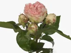 切り花品　レア薔薇苗のサムネイル