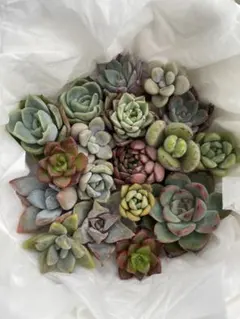 多肉植物 エケベリア セダム 寄せ植え用カット苗セット