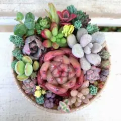 多肉植物詰め合わせ 寄せ植えそのまま飾れる カールカップ セダム《No.a42》