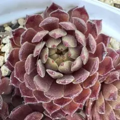 Pacific Plum Fizy 子付（4） Sempervivum センペル
