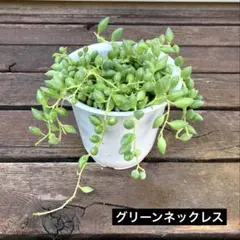 多肉植物　グリーンネックレス② ボリューム‼️4号　第4種※鉢ごと発送‼️