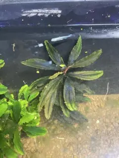 水草 ブセファランドラ SP クダガン　1株のサムネイル