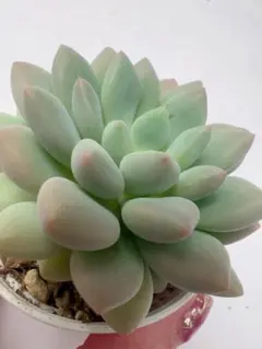 多肉植物 キシリトール 抜き苗 - メルカリ