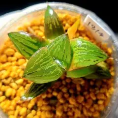 1814 ◎達磨レツーサ マロン多肉植物 ハオルチア アロエのサムネイル