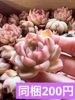 samrinchan様 リクエスト 2点 まとめ商品