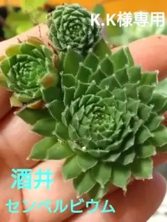 K.K様 リクエスト 2点 まとめ商品