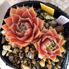 多肉植物 センペルビウム ジュエルケース No.33【青】 - メルカリ