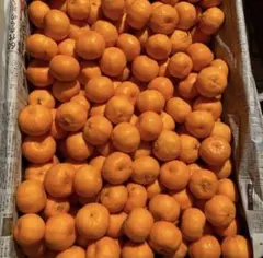 さくら様専用　静岡県産　ポンカン　3㎏