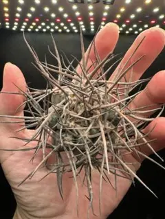 2025年最新】守金魔天竜の人気アイテム - メルカリ