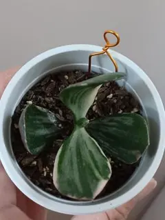 まー様 リクエスト 3点 まとめ商品