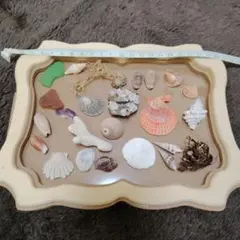 2026年最新】タカラガイ 標本の人気アイテム - メルカリ