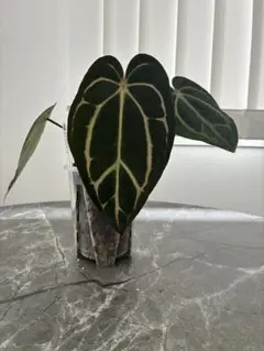 anthurium Besseae aff.PCF Ghost - メルカリ