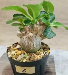 ウィンゾリー 2 国内実生 国内繁殖 自家採種 パキポディウム 塊根植物