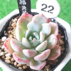 ハル様 リクエスト 3点 まとめ商品