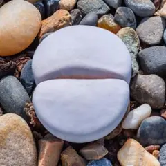 kamekichinosuke3様 リクエスト 10点 まとめ商品