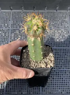 2026年最新】コピアポア デュラの人気アイテム - メルカリ