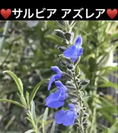2026年最新】azurea salviaの人気アイテム - メルカリ