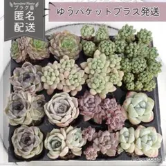 寄せ植え　プラグ苗7苗×15種=105苗　多肉植物　現物発送　土・根付き♪ 寄せ植え プラグ苗7苗×15種=105苗 多肉植物 現物発送 土・根付き