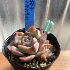 2025年最新】おらいさん苗 そわそわの人気アイテム - メルカリ