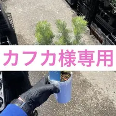 カフカ様専用のサムネイル