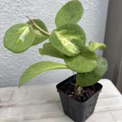 ホヤ⭐︎オボバタバリエガータのサムネイル